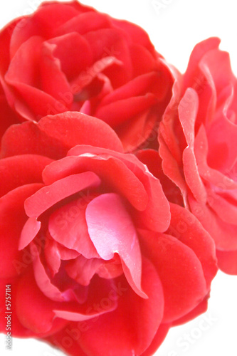 Three red roses together close-up.