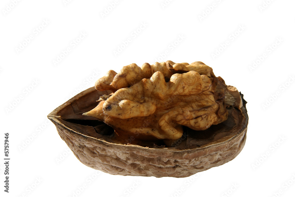 walnut walnut