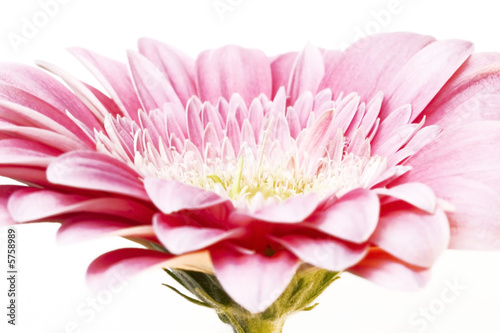 pink gerber daisy 