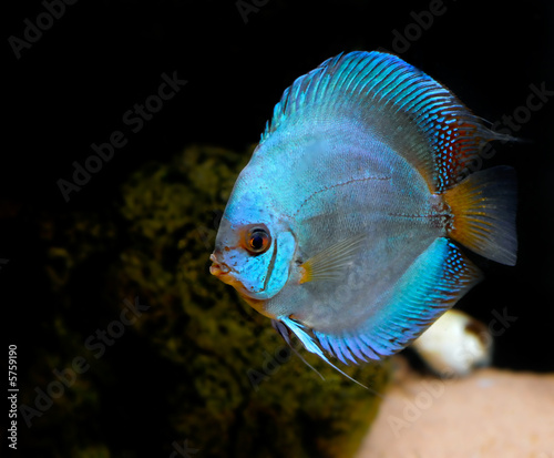 Photography discus fish