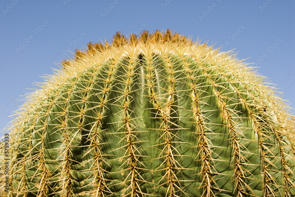 a round cactus against the blue sky a round cactus against the blue sky