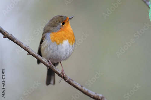 rouge gorge Erithacus rubecula rouge-gorge rougegorge photo