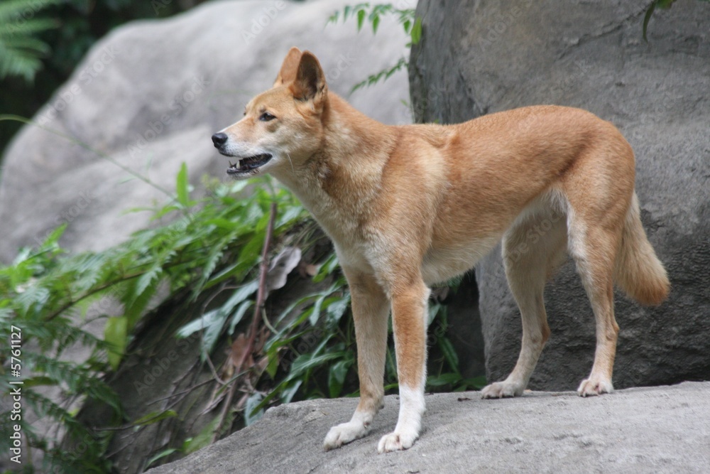 Dingo