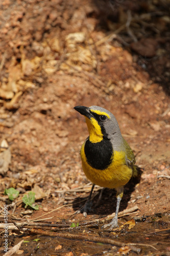 Bokmakiri photo