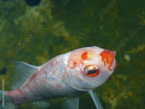 poisson33 photo