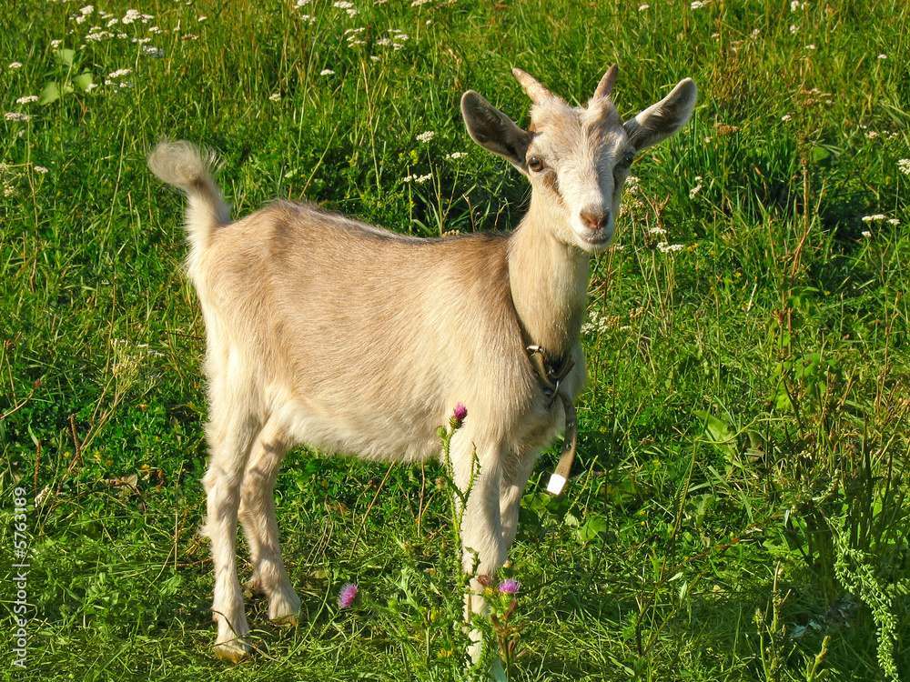 Young kid on meadow. Summer. Young kid on meadow. Summer.