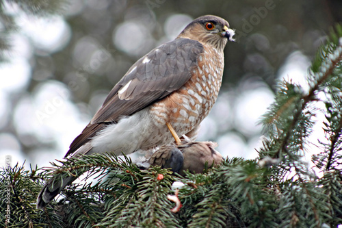 sharp shinned hawk photo