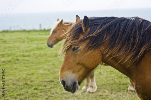 Fototapeta Naklejka Na Ścianę i Meble -  Horses along the Normandy coast France