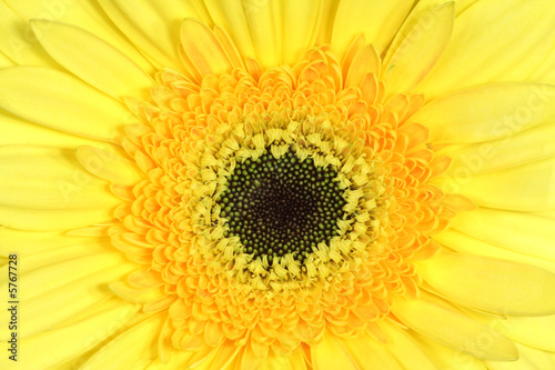 Yellow daisy closeup