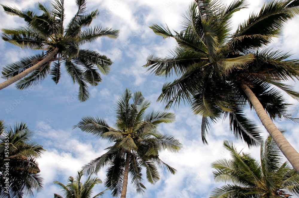 Obraz premium palm trees