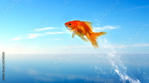 Fotografia goldfish jumping out of the water