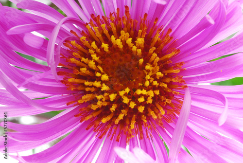 pink aster flower