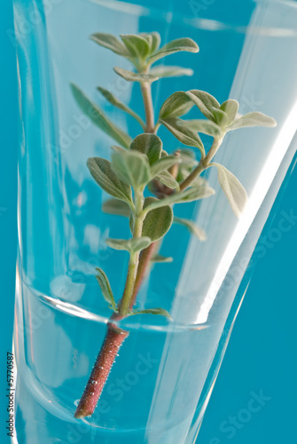 sweet marjoram in glass photo