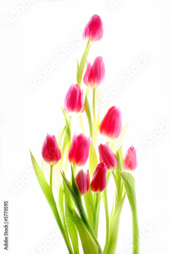 Fototapeta Naklejka Na Ścianę i Meble -  bunch of red tulips against white background