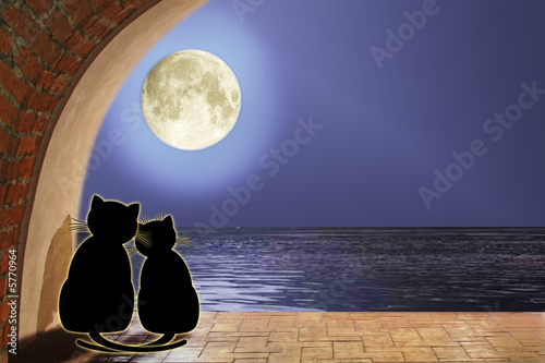 gatti in amore