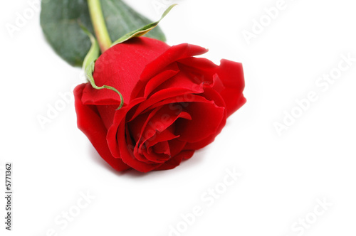 Red rose isolated on the white  background