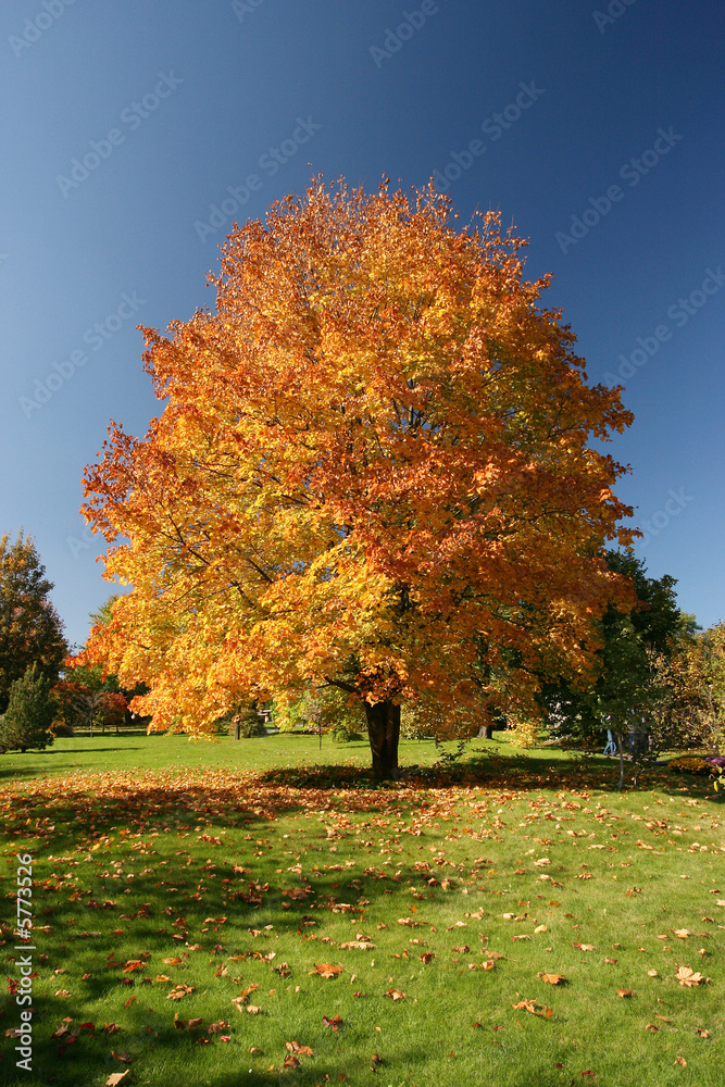 Obraz premium Maple tree in beautiful autumn colours