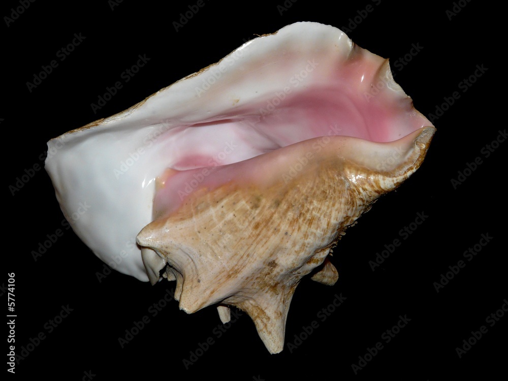 coquillage coquillage
