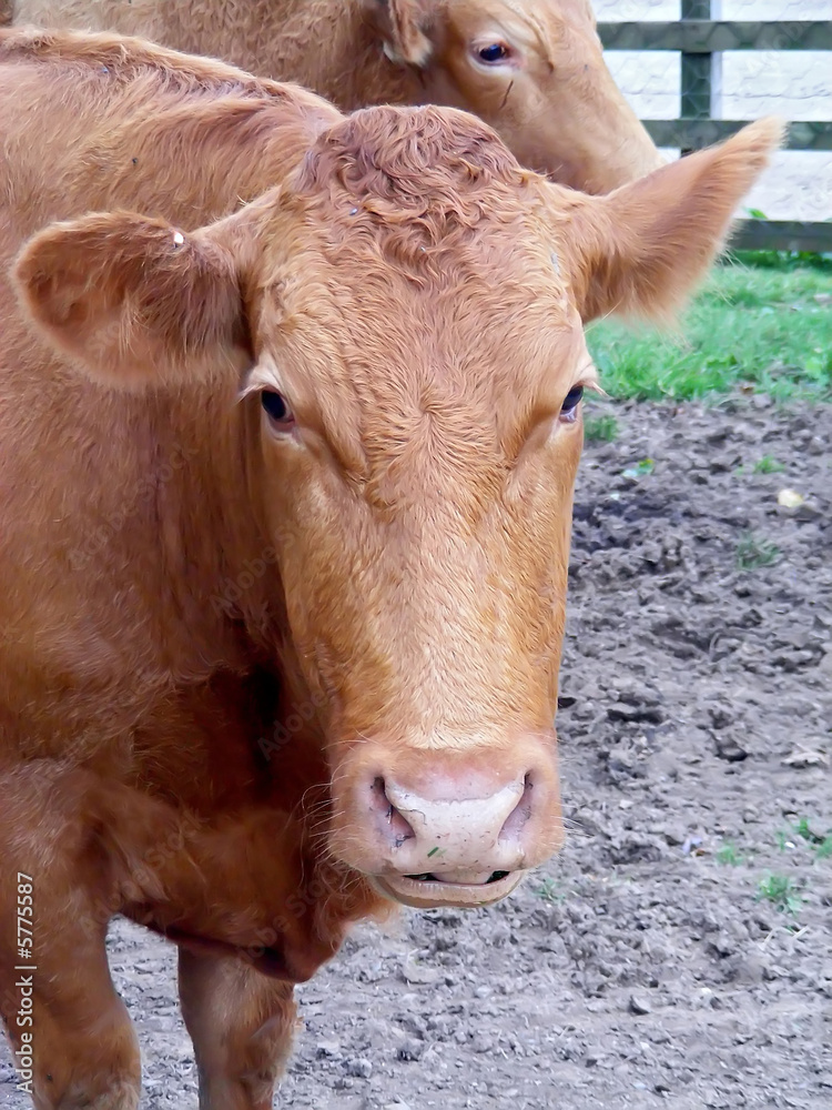 Cow