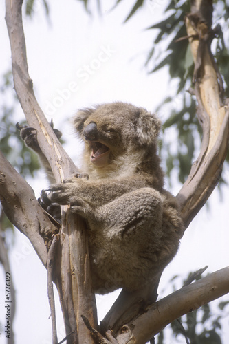 Wall Mural koala