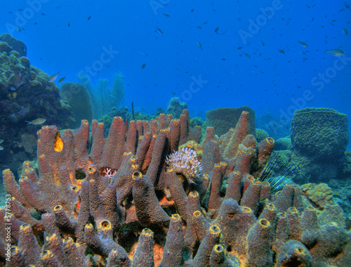 coral reef