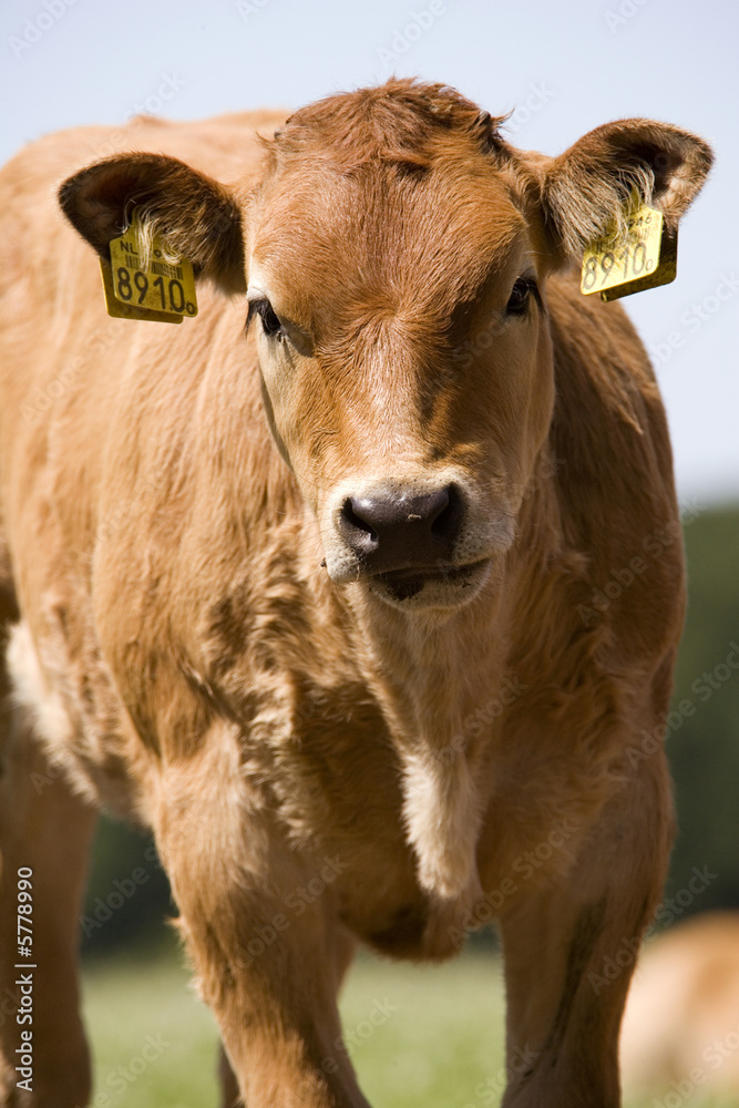 cow