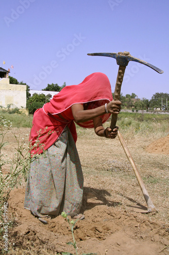village woman working in field, rajasthan, india