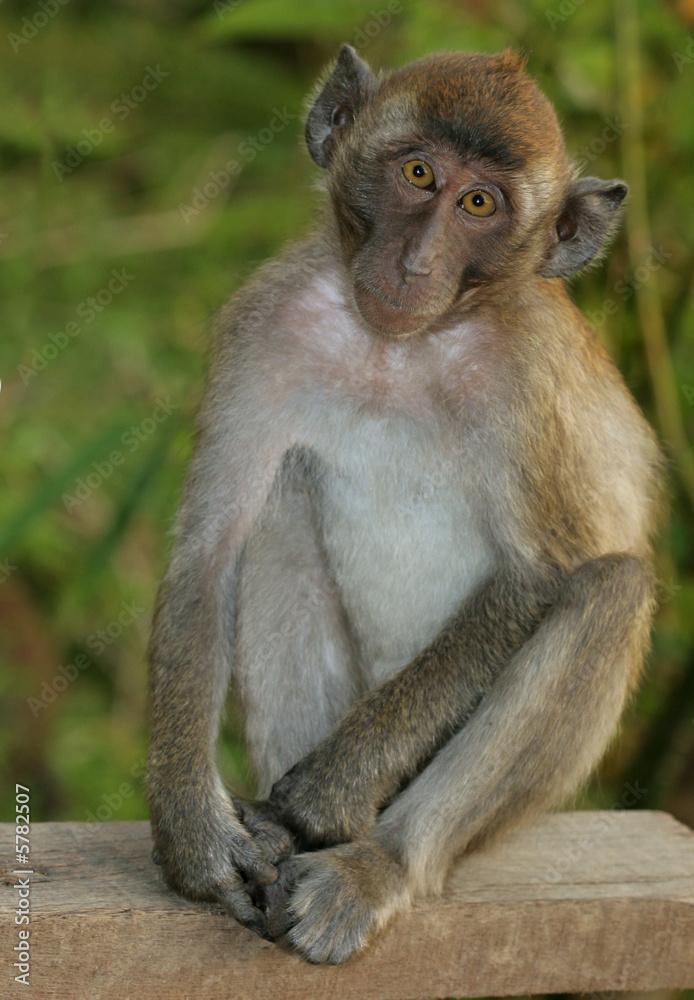 Monkey3 Monkey3