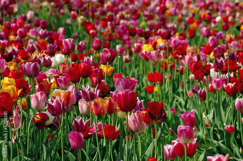 Tulpen 16