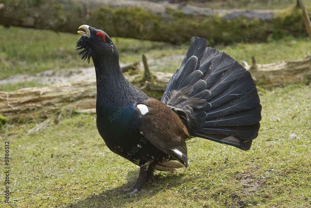 Wood Grouse - Tetrao urogallus Stock Photo | Adobe Stock