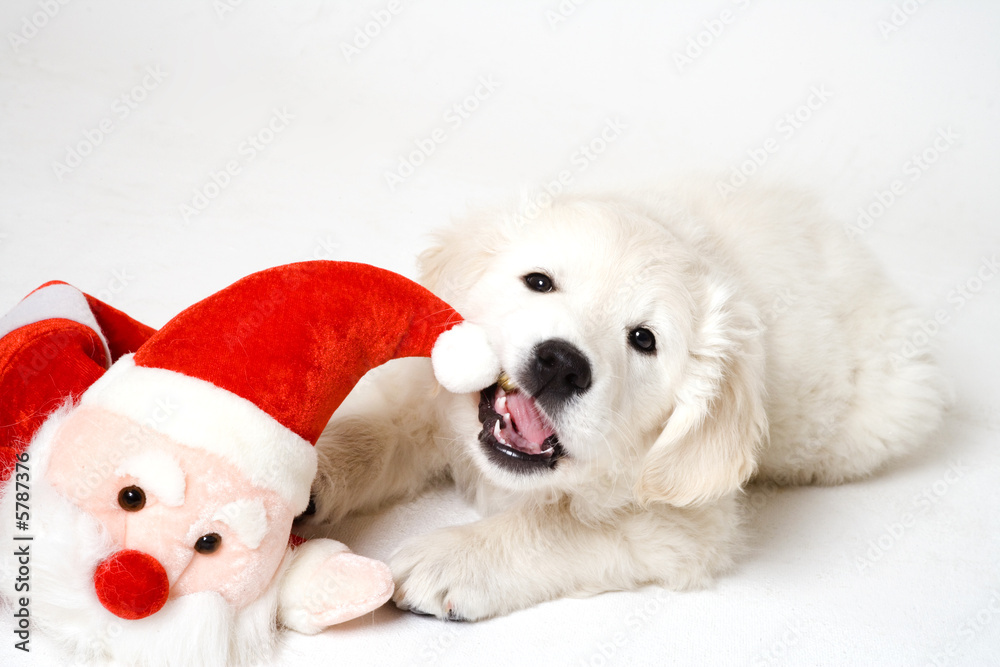 puppy eating santa