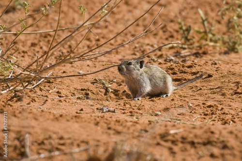 Desert pygmy mouse foraging for food in the Kalahari