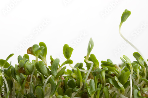 Bild auf Leinwand macro of alfalfa sprouts on white background