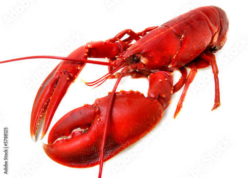 whole red lobster isolated on white background
