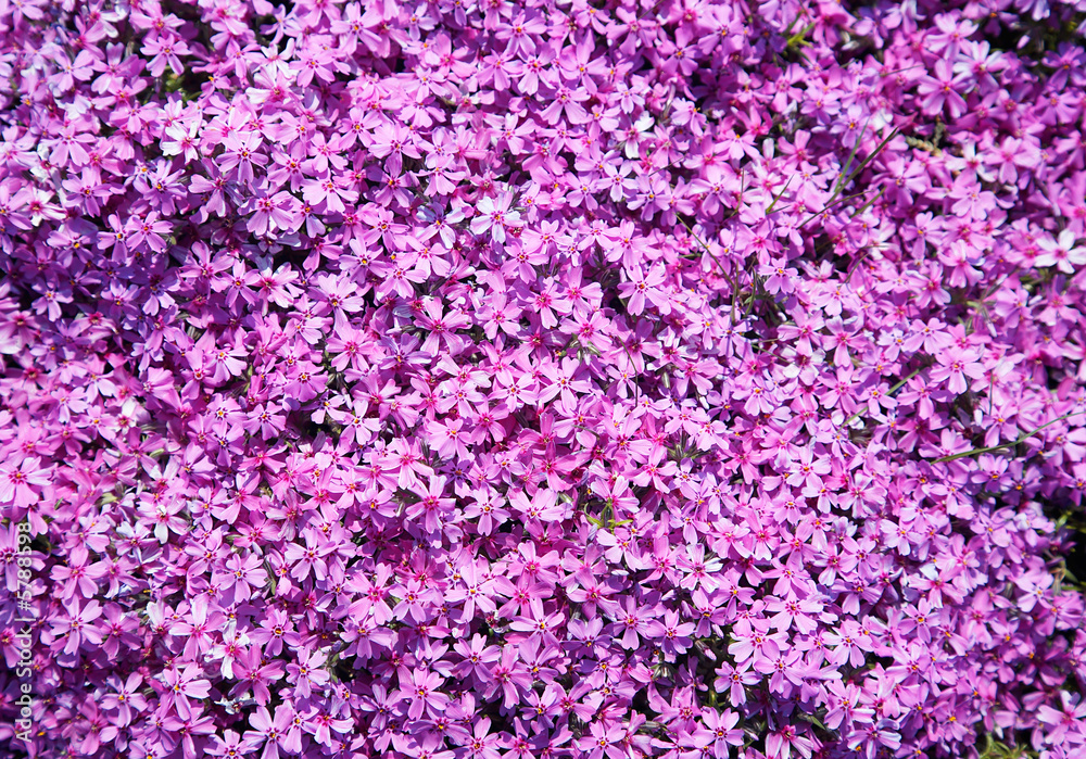 Flowerbed of white Primula flowers .