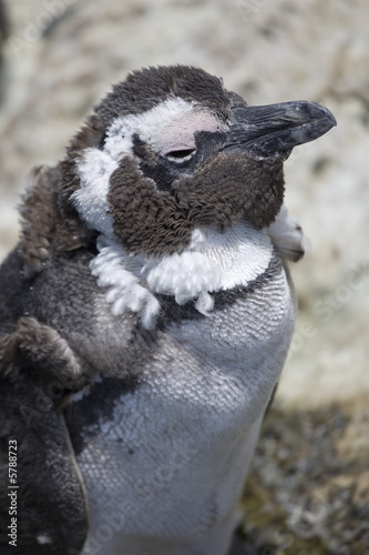 Young penguin at Boulders Bay South Africa