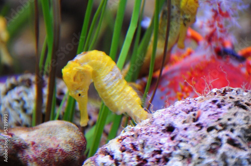 Fototapeta Seepferdchen