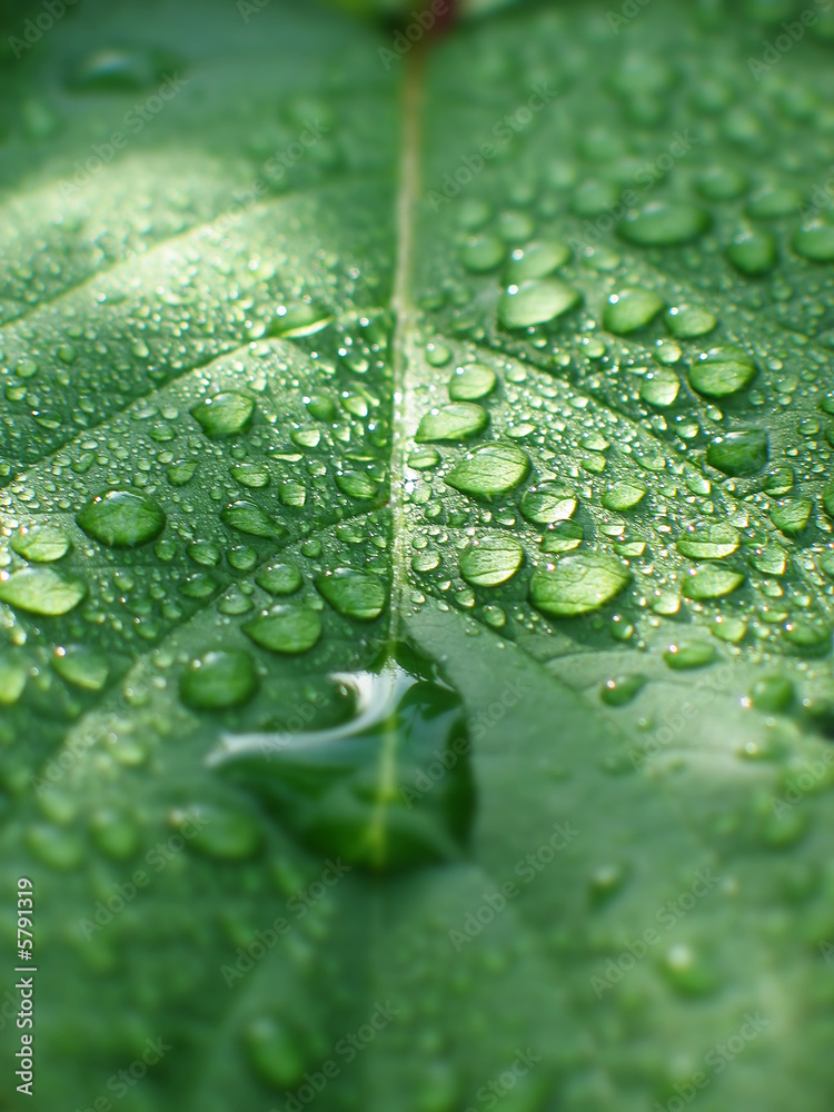 Gouttes d'eau sur feuille verte
