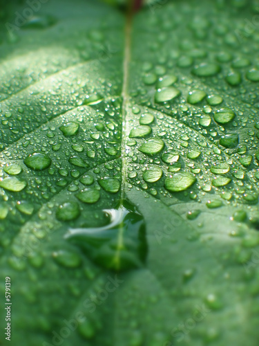 Obraz na płótnie Gouttes d'eau sur feuille verte w salonie