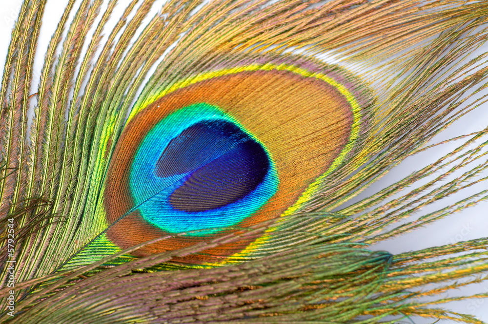 Obraz premium detail of peacock feather as colorful background