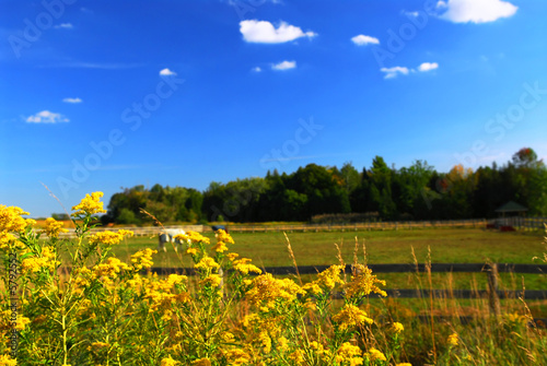 Rural summer landscape with blooming ragweed in foreground