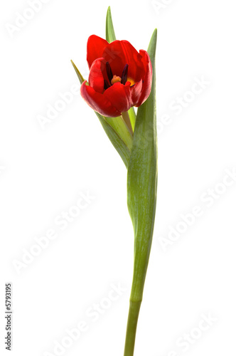 Beautiful red tulip on a white background