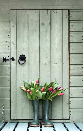 Tulips in boots outside garden shed