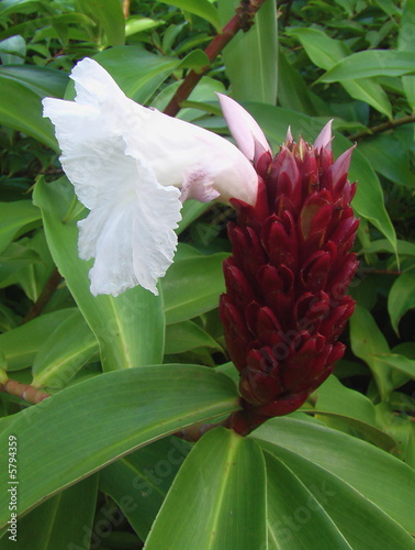 Foto Canne d’eau ou Costus