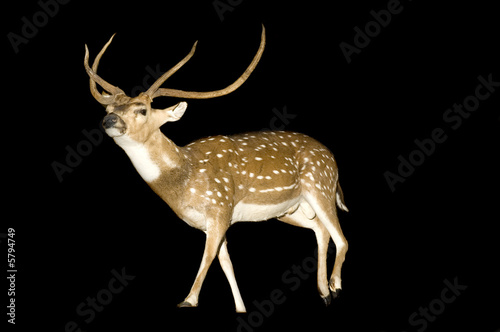 Slika na platnu Chital or Axis deer stag leaping, isolated on black
