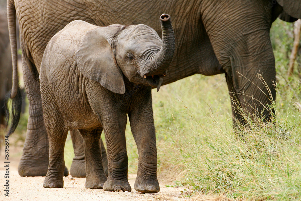 Fototapeta premium African Elephant