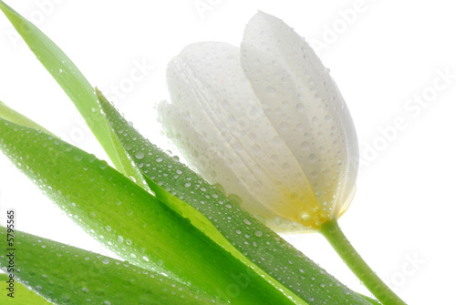 white tulip
