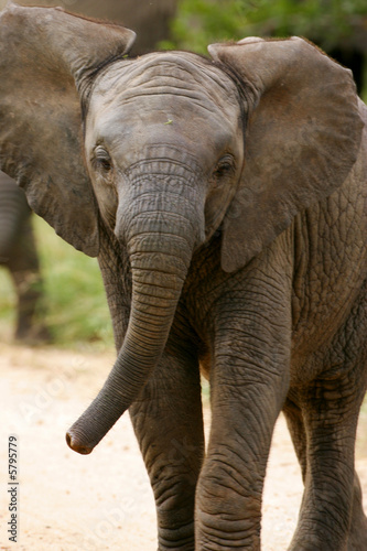 African Elephant