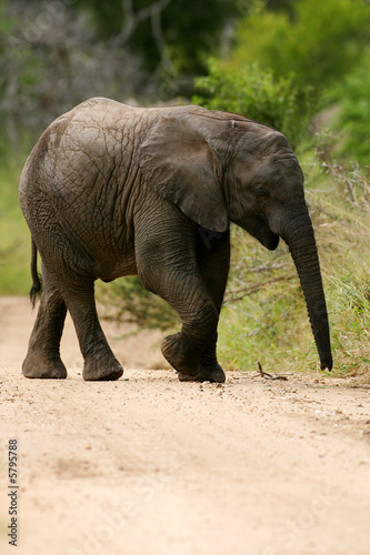 African Elephant