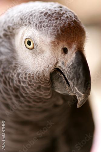 African Grey Parrot